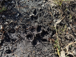 Tested True: Springfield Armory Model 2020 Boundary W/carbon Fiber Barrel