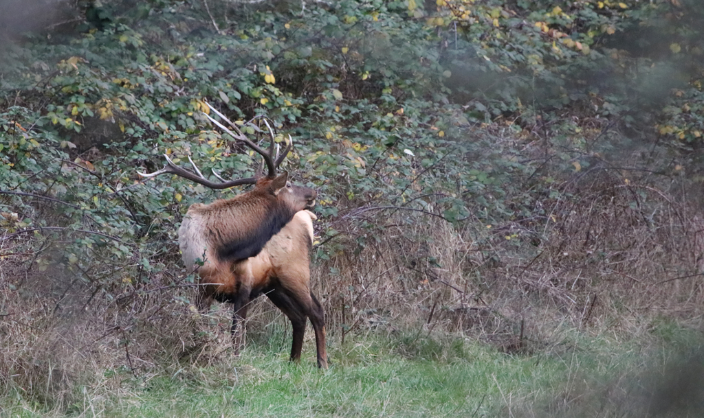 Ducks & Roosevelt Elk On The Valley Floor