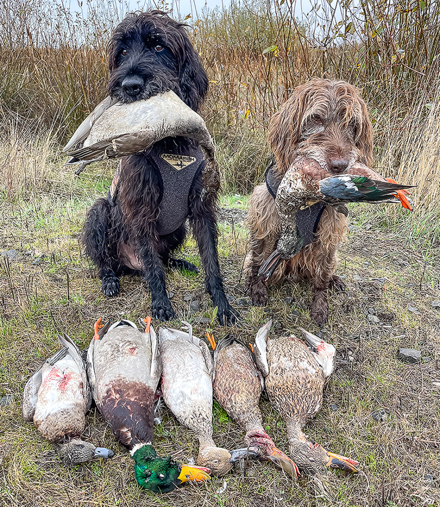 Ducks & Roosevelt Elk On The Valley Floor
