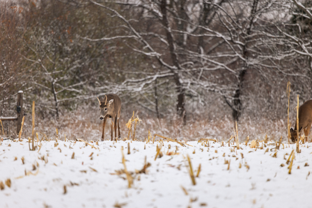 5 Late Season Whitetail Tips You Didn't Think Of