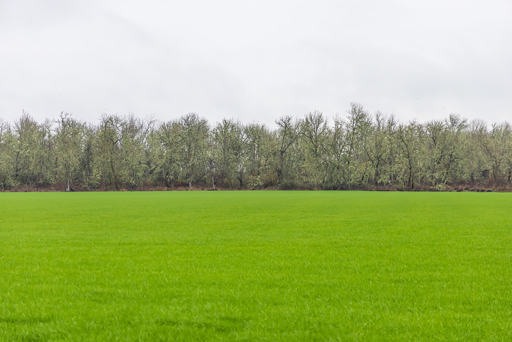 Ducks & Roosevelt Elk On The Valley Floor