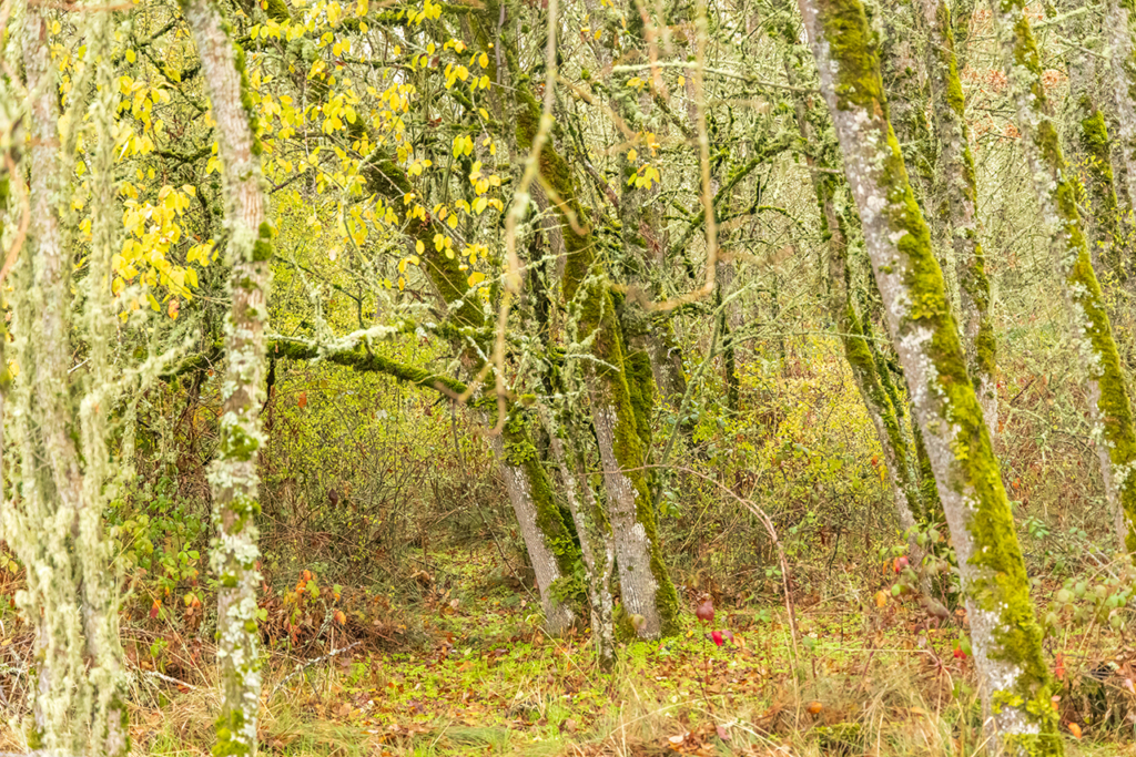 Ducks & Roosevelt Elk On The Valley Floor