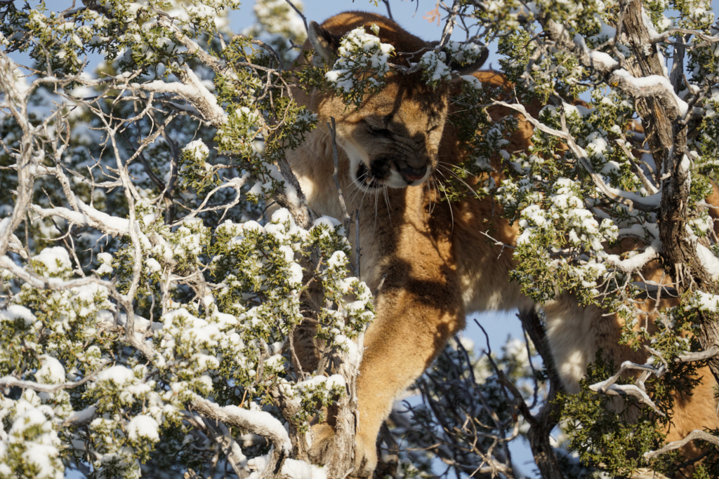 Why Now Is The Time To Book A Mountain Lion Hunt