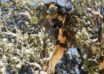 Why Now Is The Time To Book A Mountain Lion Hunt