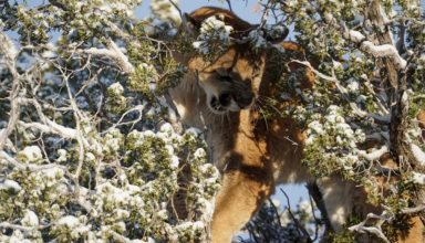 Why Now Is The Time To Book A Mountain Lion Hunt