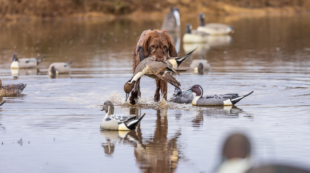 12 Tips For The Duck Finale