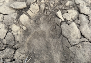 Why Now Is The Time To Book A Mountain Lion Hunt