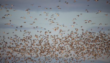 12 Tips For The Duck Finale