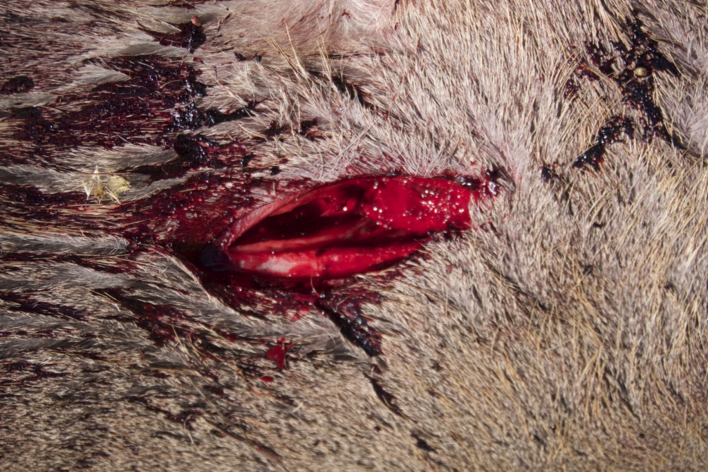 First Look: Rage Black Series Trypan +p 1.75"