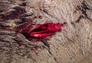 First Look: Rage Black Series Trypan +p 1.75"