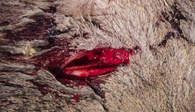 First Look: Rage Black Series Trypan +p 1.75"