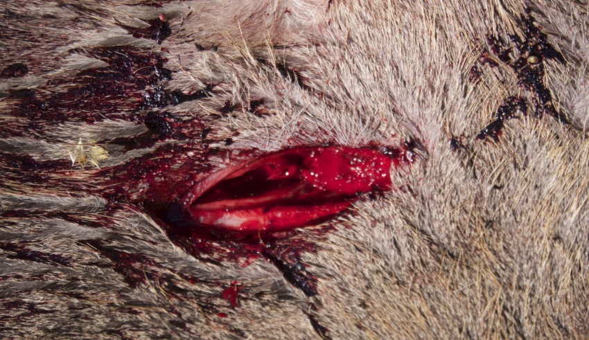 First Look: Rage Black Series Trypan +p 1.75"