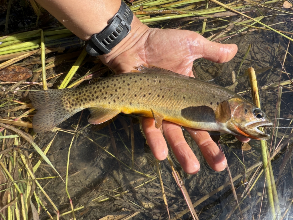 September Elk Dreams