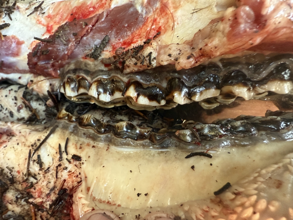 September Elk Dreams