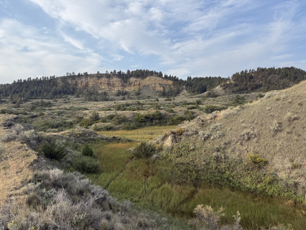 September Elk Dreams