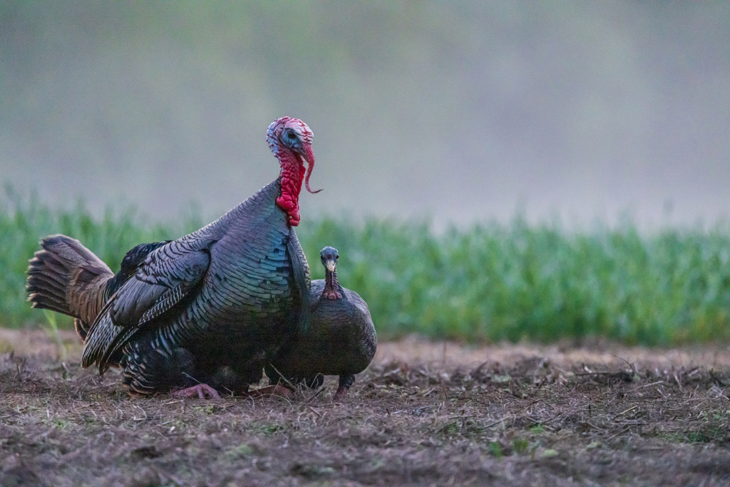 Why Turkey Hunting With A .410 Bore Will Make You A Better Turkey Hunter