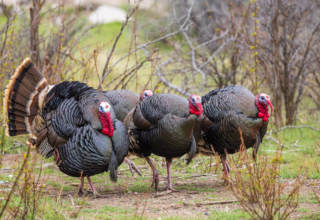 Lead Still Makes Them Dead