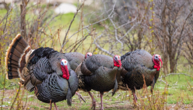 Lead Still Makes Them Dead