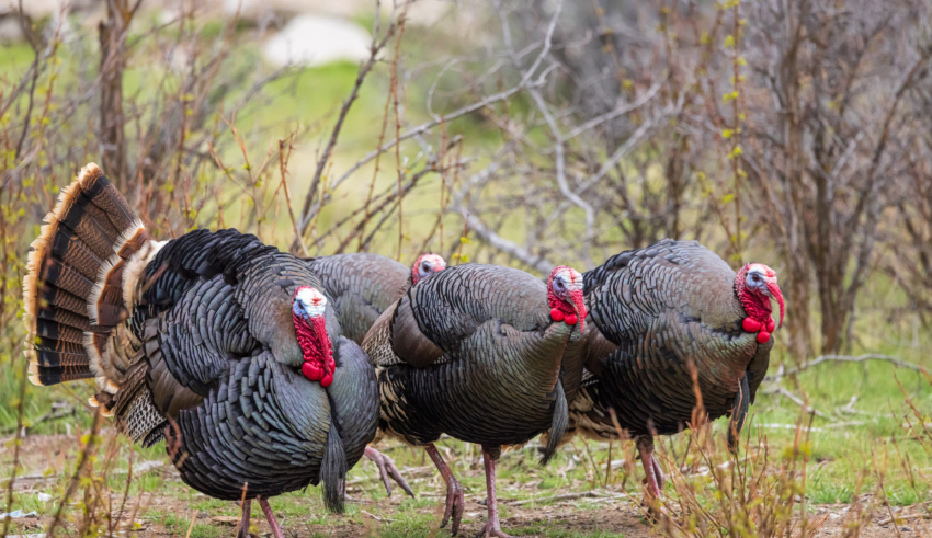 Lead Still Makes Them Dead