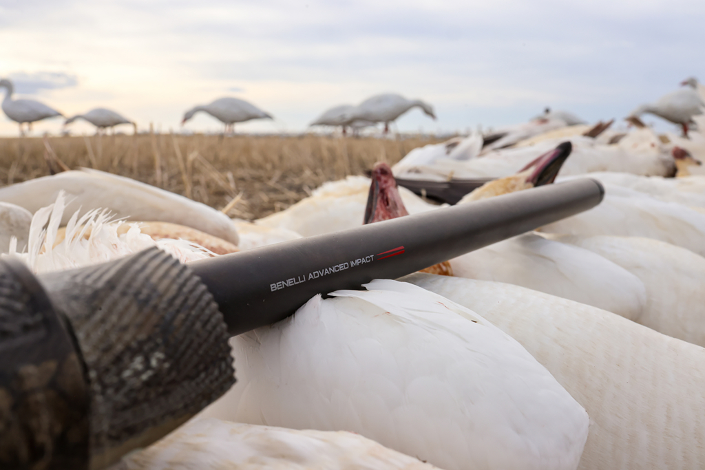 Chasing Spring Snow Geese In Alberta