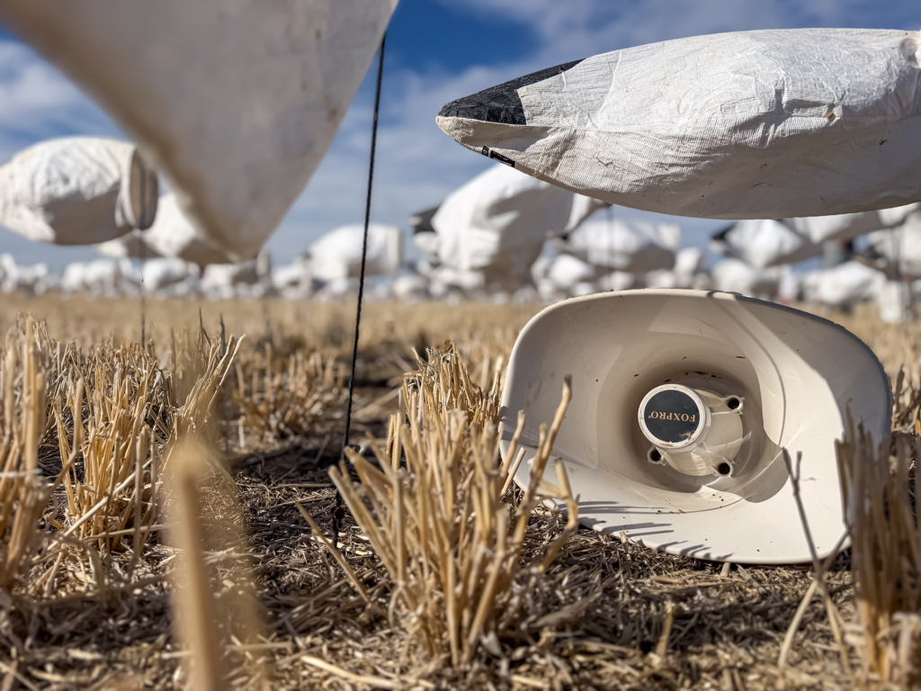 Chasing Spring Snow Geese In Alberta