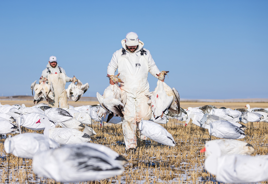 Chasing Spring Snow Geese In Alberta