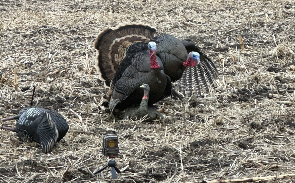 Too Many Jakes Can Be A Problem