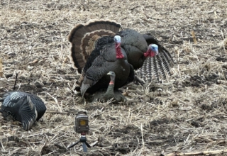 Too Many Jakes Can Be A Problem