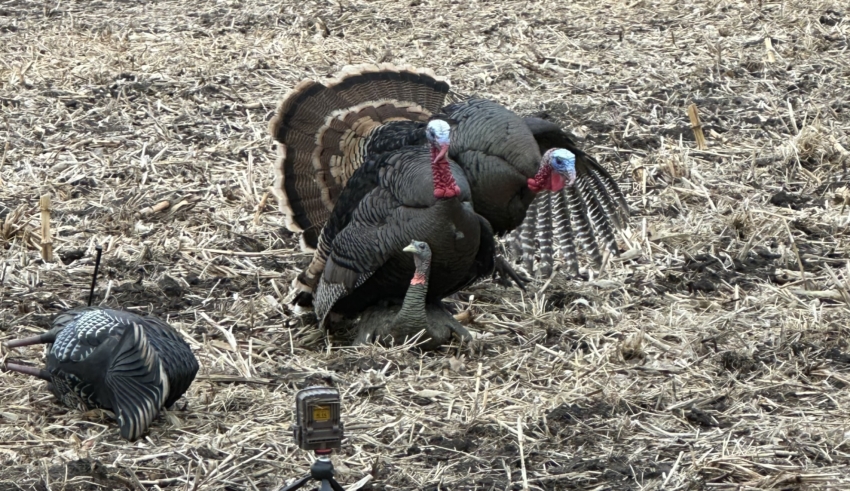 Too Many Jakes Can Be A Problem