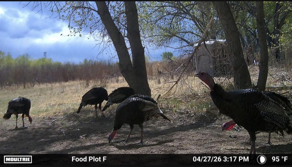 Too Many Jakes Can Be A Problem