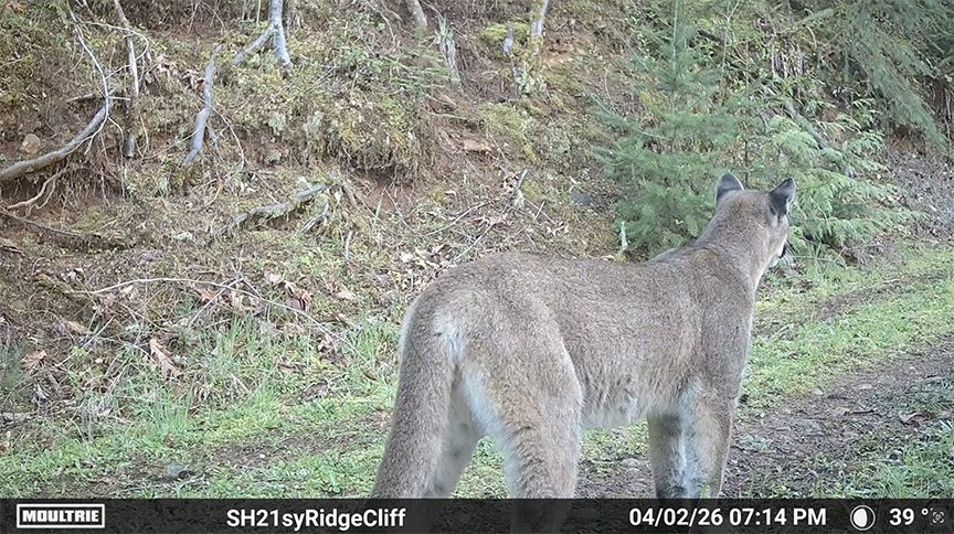 How To Call Cougars In Close