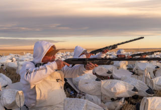 Chasing Spring Snow Geese In Alberta