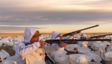 Chasing Spring Snow Geese In Alberta
