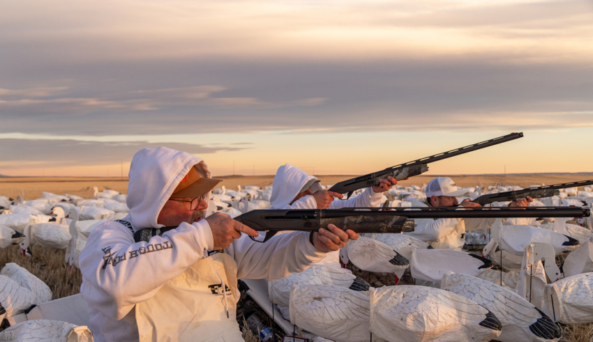 Chasing Spring Snow Geese In Alberta