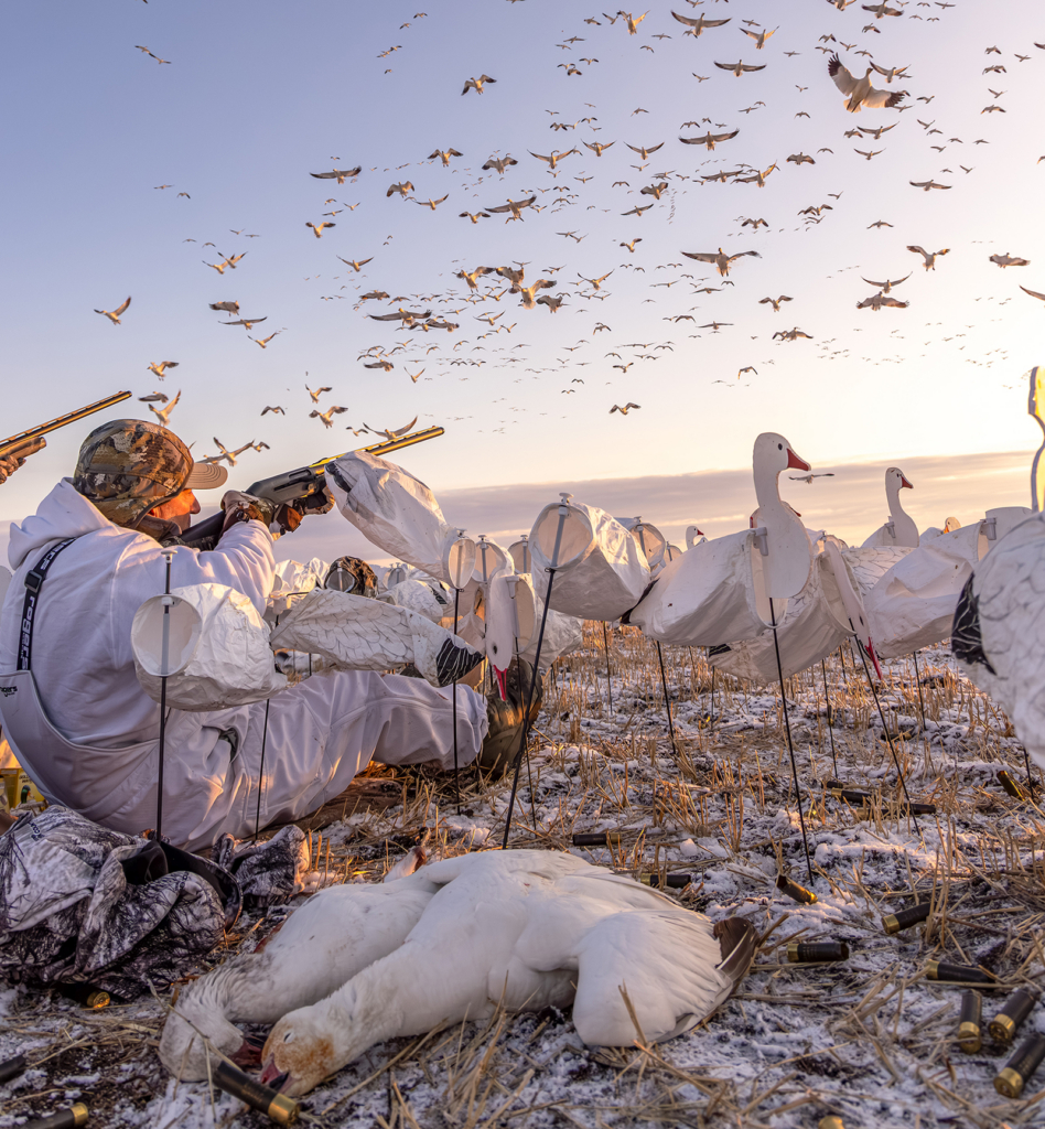 Chasing Spring Snow Geese In Alberta