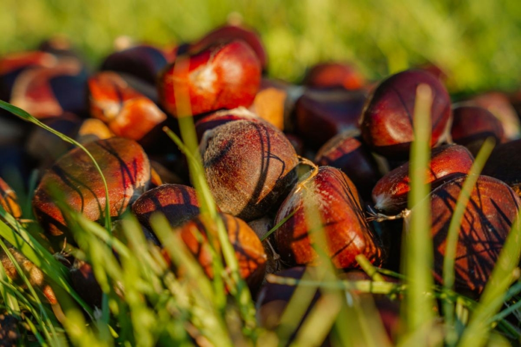 Dunstan Chestnuts Offer Long Term Deer Forage Benefits