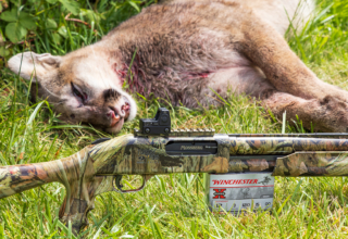 Calling Cougars Shotgun Close