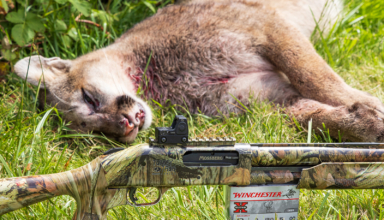 Calling Cougars Shotgun Close
