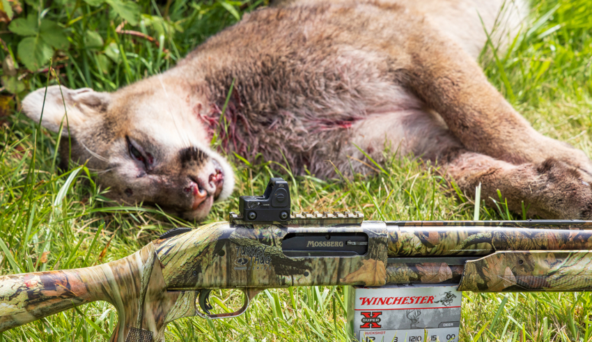 Calling Cougars Shotgun Close