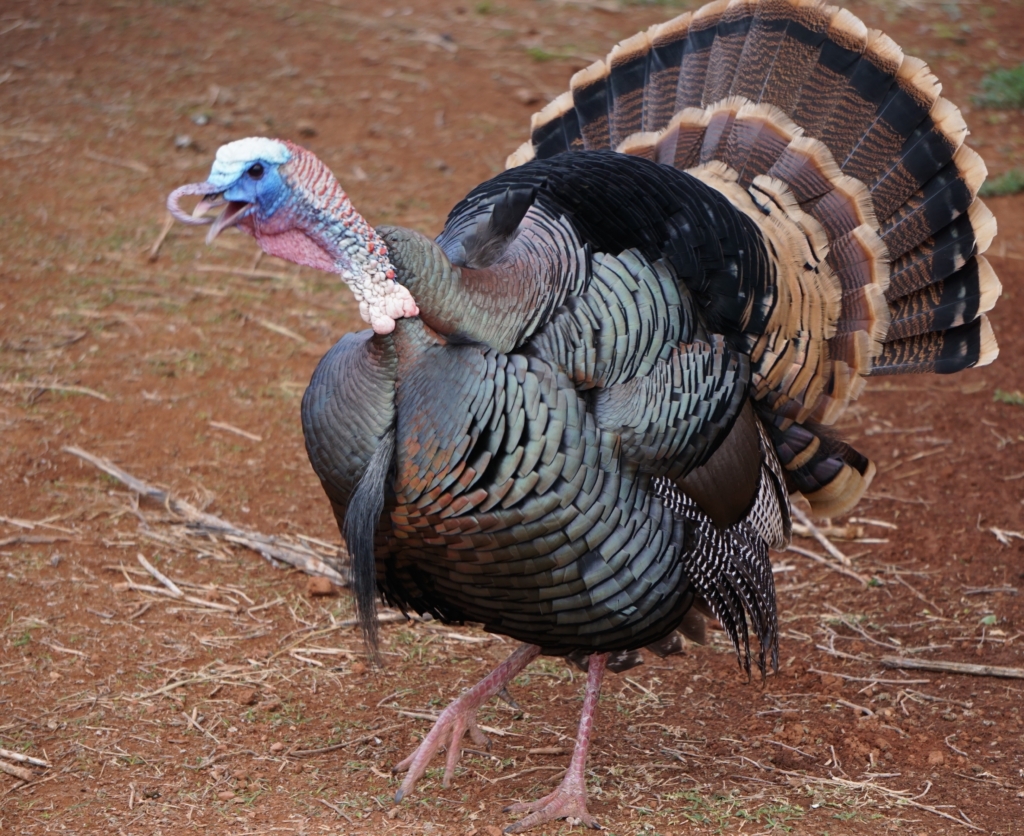 Why Is Turkey Hunting With A Reaping Style Decoy Hated?