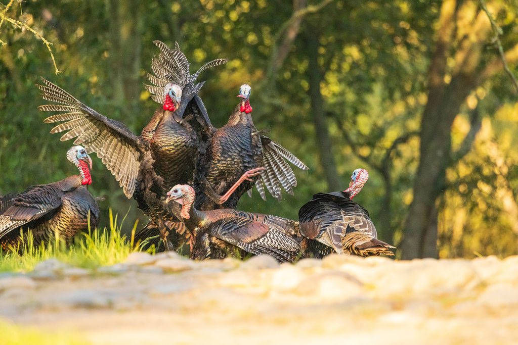 What 40 Years Of Turkey Hunting Has Taught Me