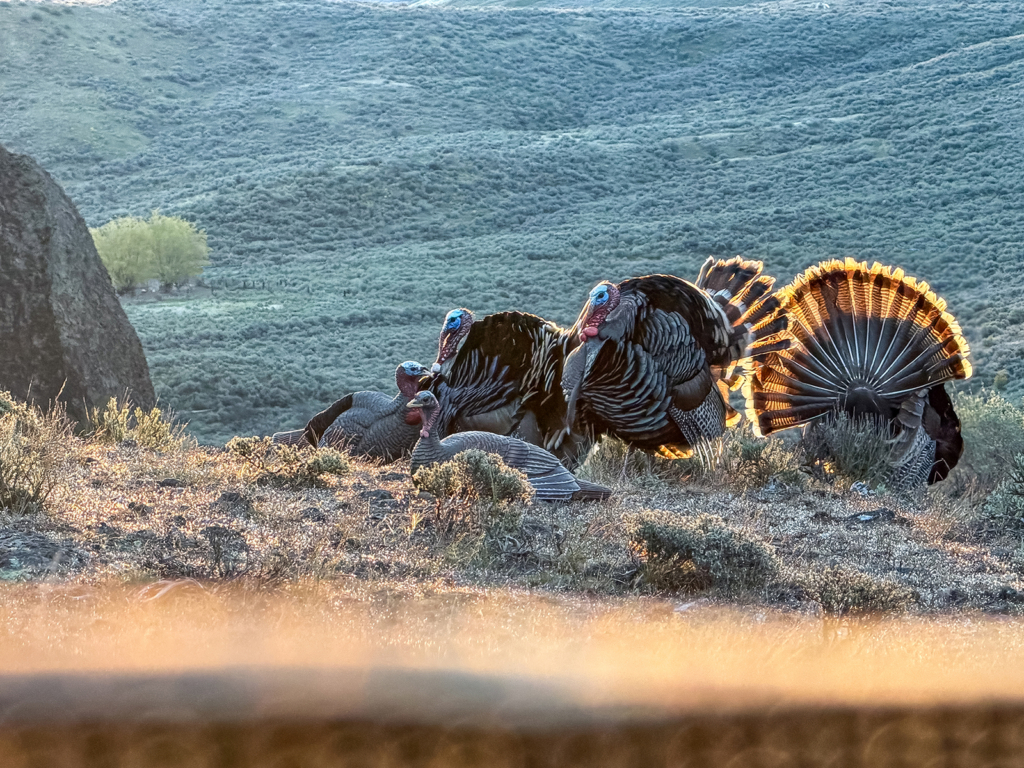 What 40 Years Of Turkey Hunting Has Taught Me