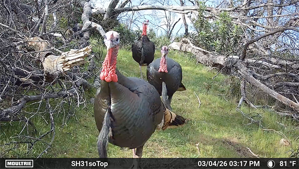 What 40 Years Of Turkey Hunting Has Taught Me