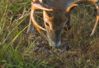Dunstan Chestnuts Offer Long Term Deer Forage Benefits