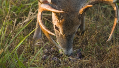 Dunstan Chestnuts Offer Long Term Deer Forage Benefits