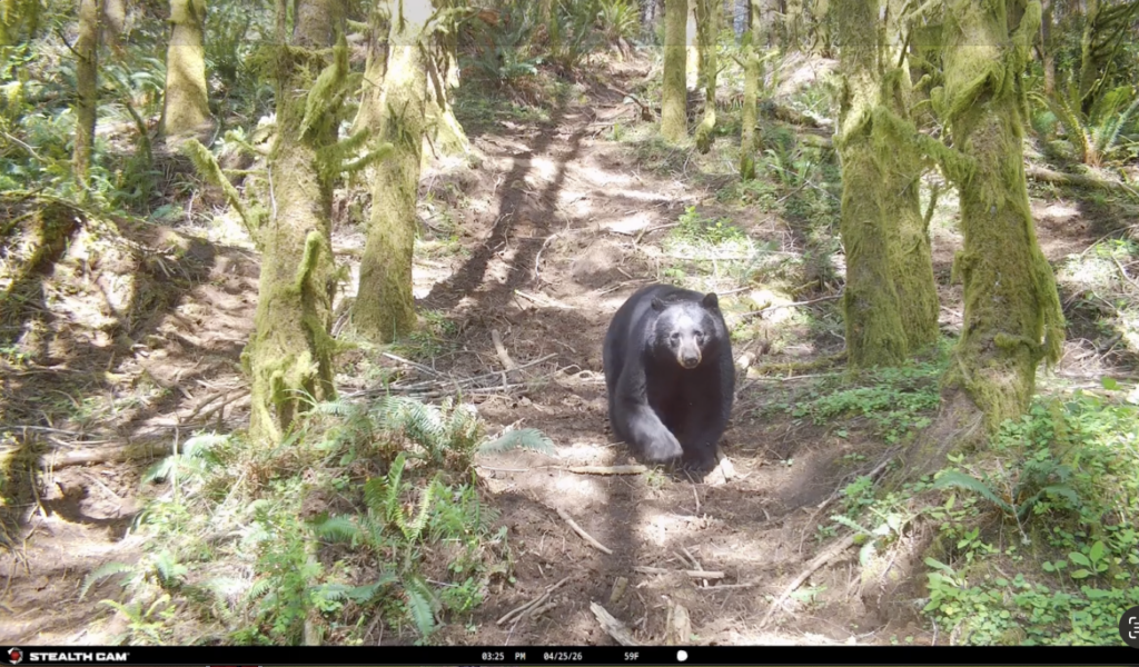Tested True: Stealth Cam Ds4k Ultimate
