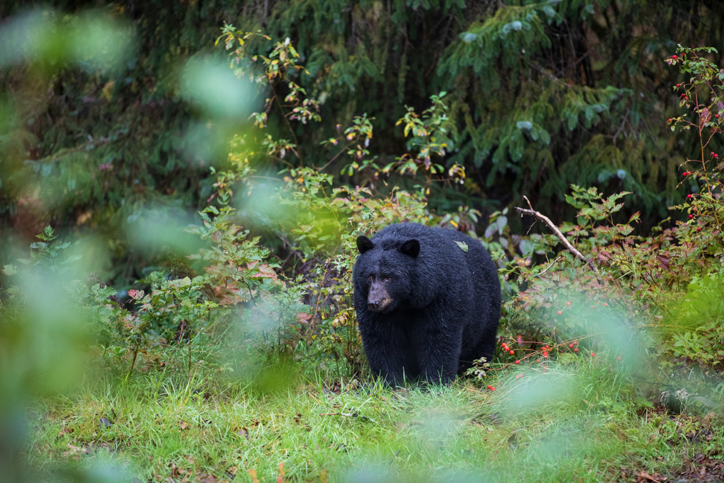 Black Bear Hunting Spring & Fall: Food Matters