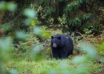 Black Bear Hunting Spring & Fall: Food Matters