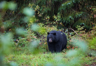 Black Bear Hunting Spring & Fall: Food Matters