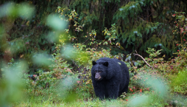Black Bear Hunting Spring & Fall: Food Matters